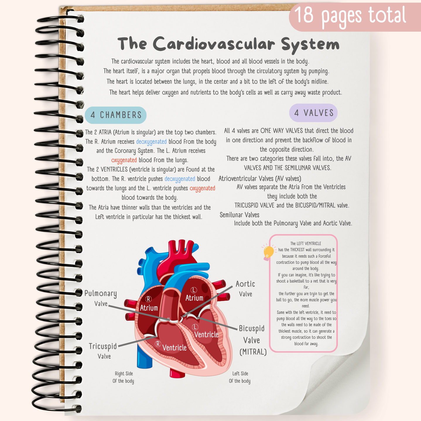 The Cardiovascular System Study Guide TheTutor Geek The Cardiovascular System Study Guide TheTutor Geek