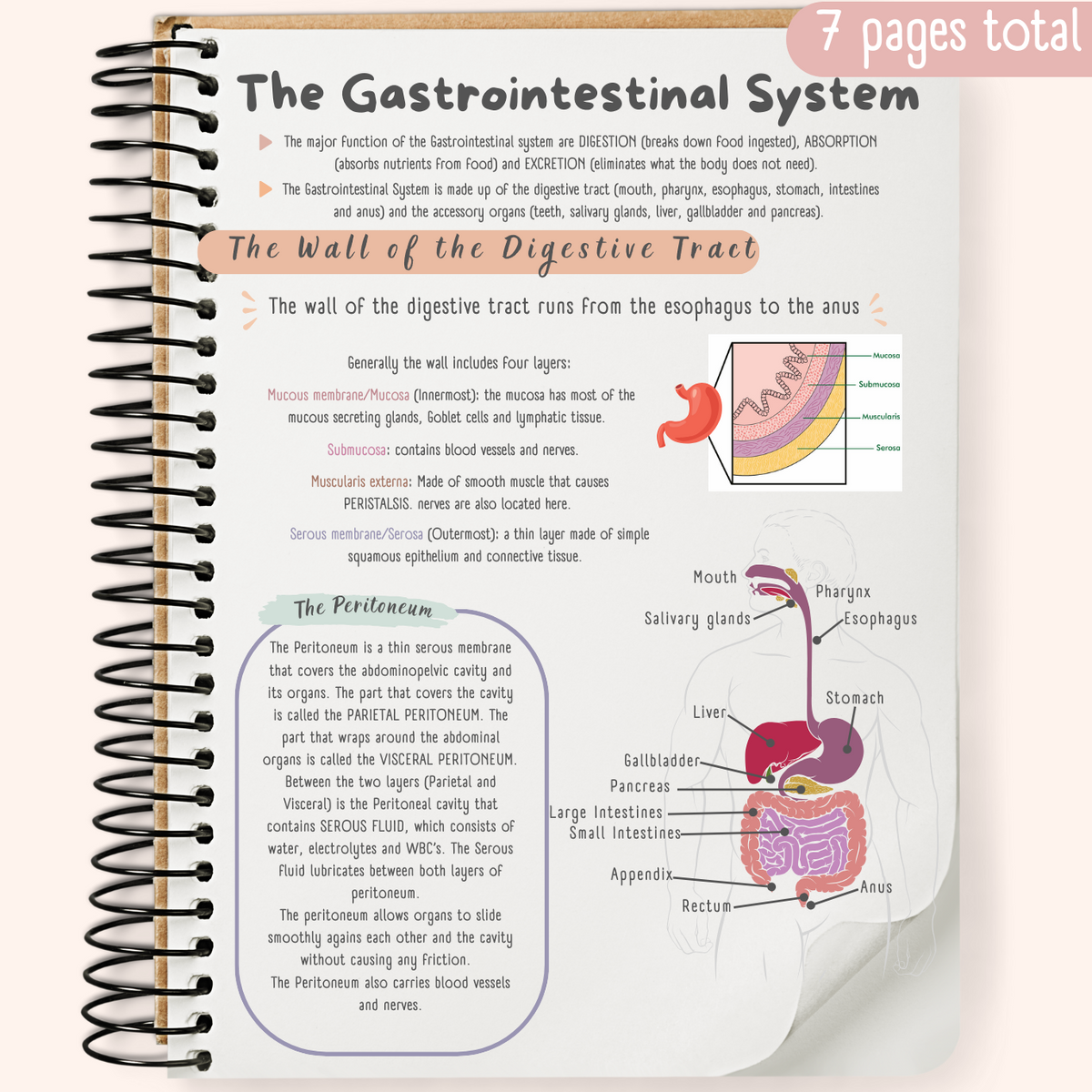 The Gastrointestinal System Study Guide – TheTutor_Geek