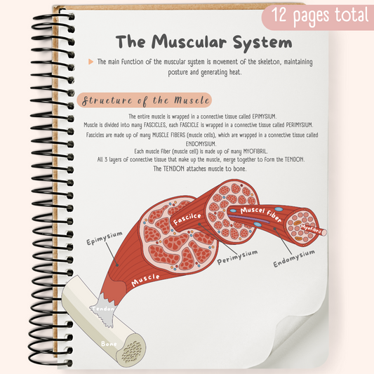 The Muscular System Study Guide