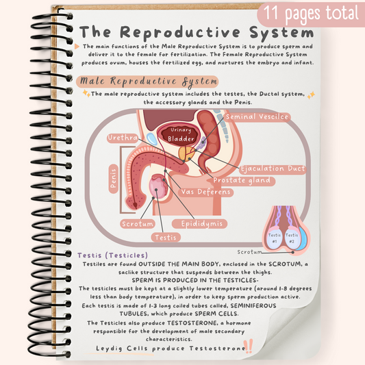 The Reproductive System Study Guide