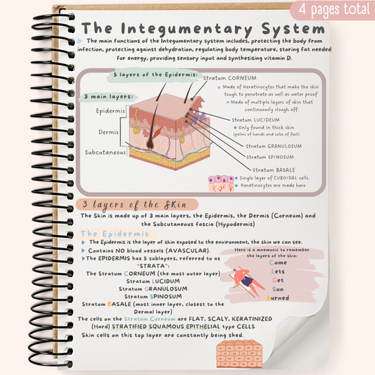 The Integumentary System Study Guide