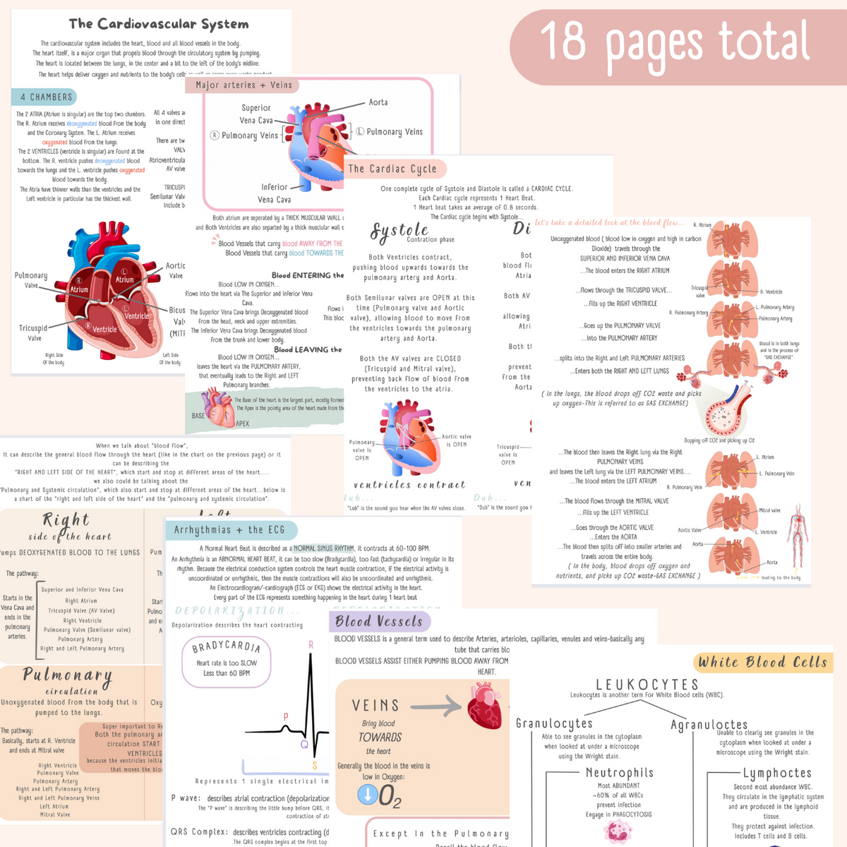 The Cardiovascular System Study Guide – TheTutor_Geek