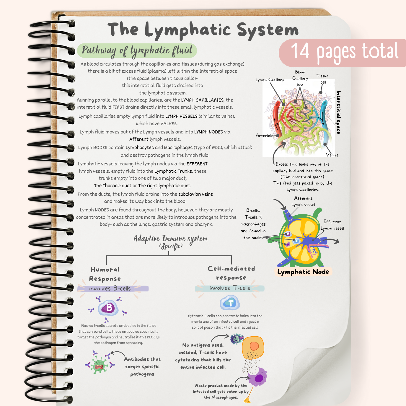 Lymphatic System For Study The Lymphatic (Immune) System Study Guide – TheTutor_Geek